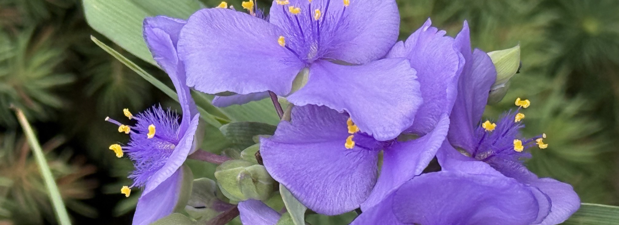 Purple spiderwort blooms