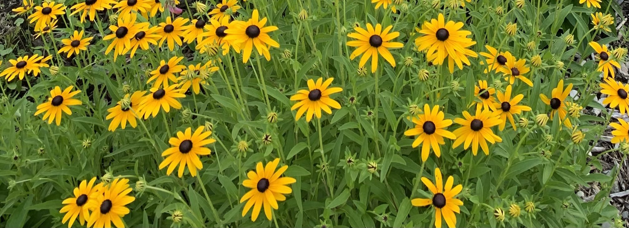 Dense planting of native black-eyed Susans
